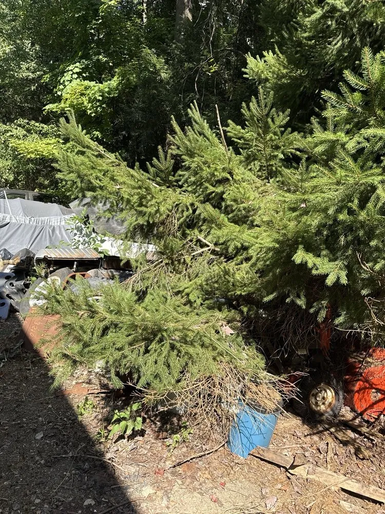 Top-rated outdoor landscaping for homes in Niagara Falls, NY by 716 All Fix