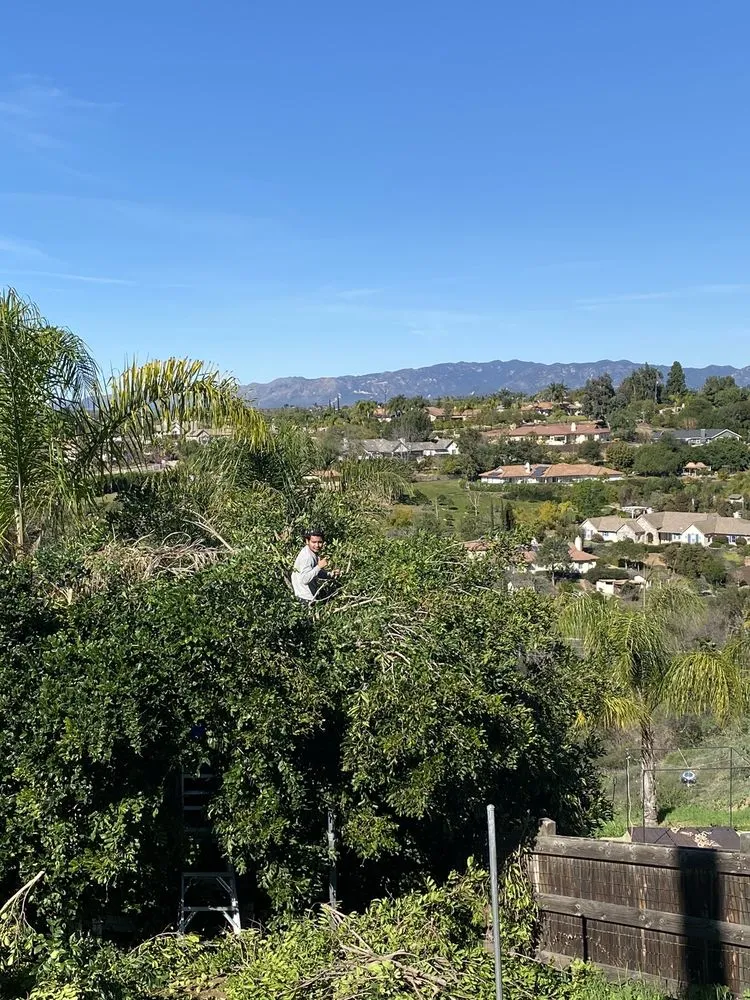 Local outdoor landscaping experts serving Fallbrook, CA - 760 Labor Services