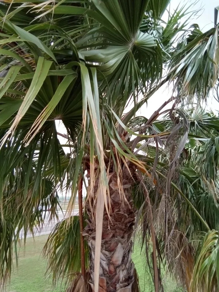 Expert landscape design near you across Los Fresnos, TX - 777 Lawn & Tree Service