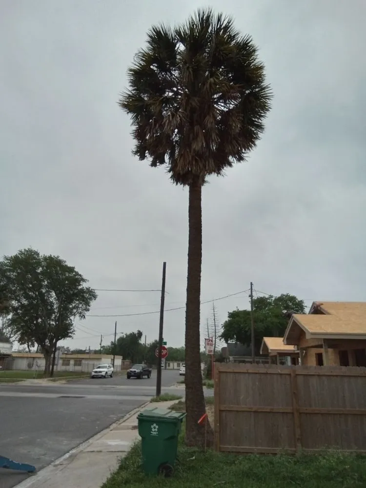 Professional yard maintenance experts serving Los Fresnos, TX - 777 Lawn & Tree Service