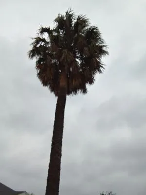 777 Lawn & Tree  Service