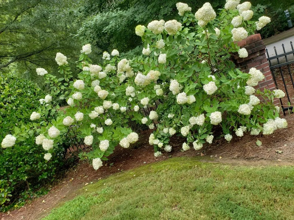 Affordable yard maintenance near you across Monroe, GA - 78 Landscaping