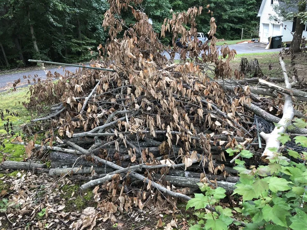 Local yard cleanup service for outdoor upgrades in Spotsylvania, VA by 8 Speed Junk Removal