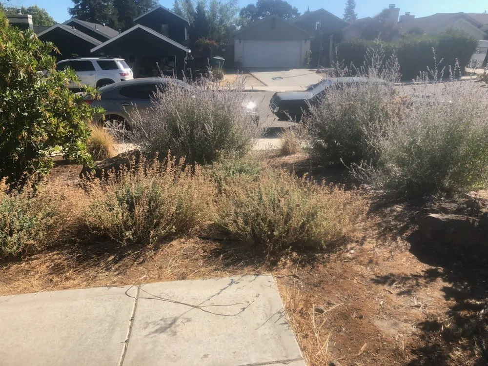 Affordable yard cleanup service for outdoor upgrades across Paso Robles, CA - 805 Landscaping And Maintenance