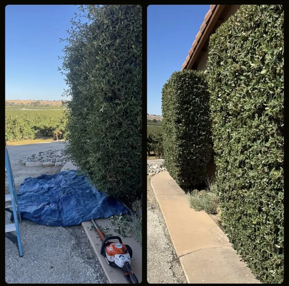 Expert outdoor landscaping in Paso Robles, CA by 805 Lawn Care