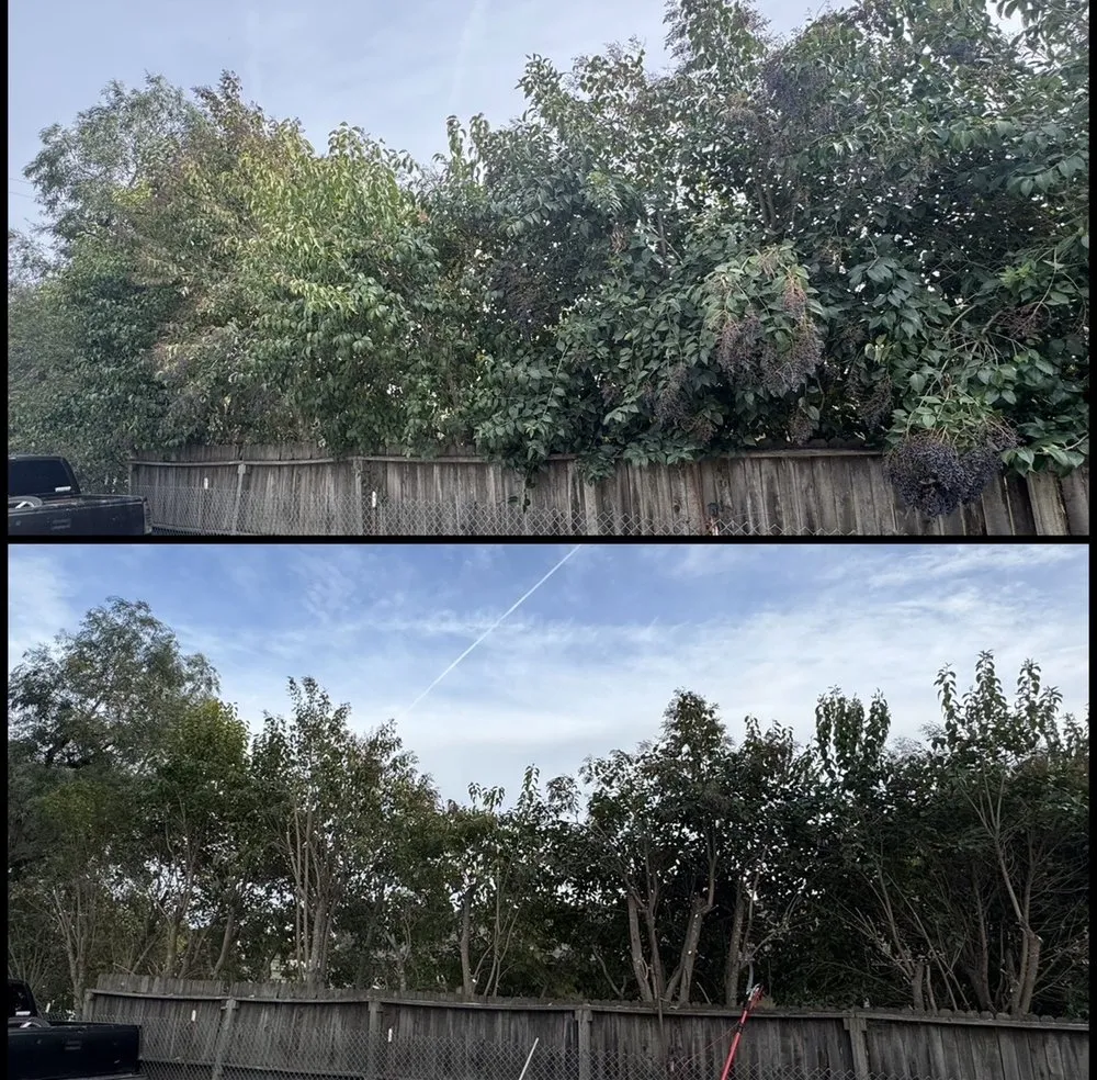 Local yard cleanup service for year-round maintenance in Paso Robles, CA by 805 Lawn Care