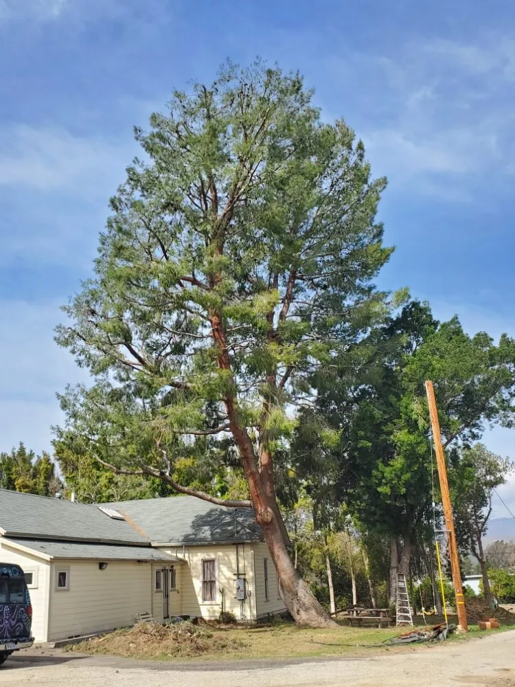 Custom yard maintenance in Santa Paula, CA by 805 Majestic Landscapes