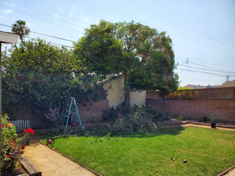 Professional yard cleanup service for year-round maintenance across Santa Paula, CA - 805 Majestic Landscapes