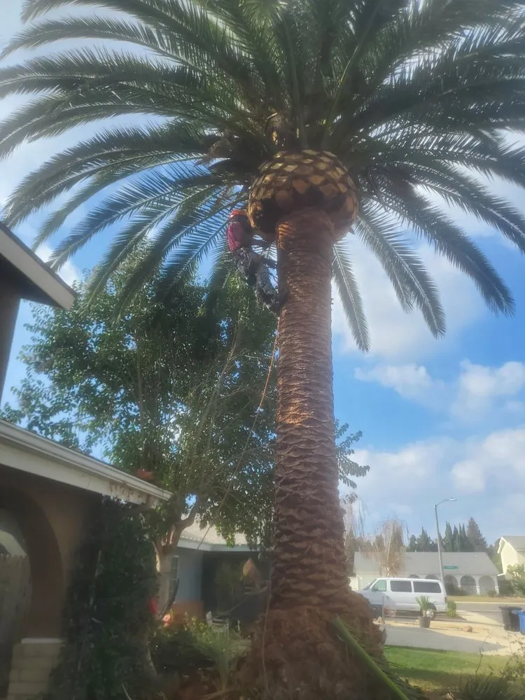 Trusted landscape installation for residential properties across Santa Paula, CA - 805 Majestic Landscapes