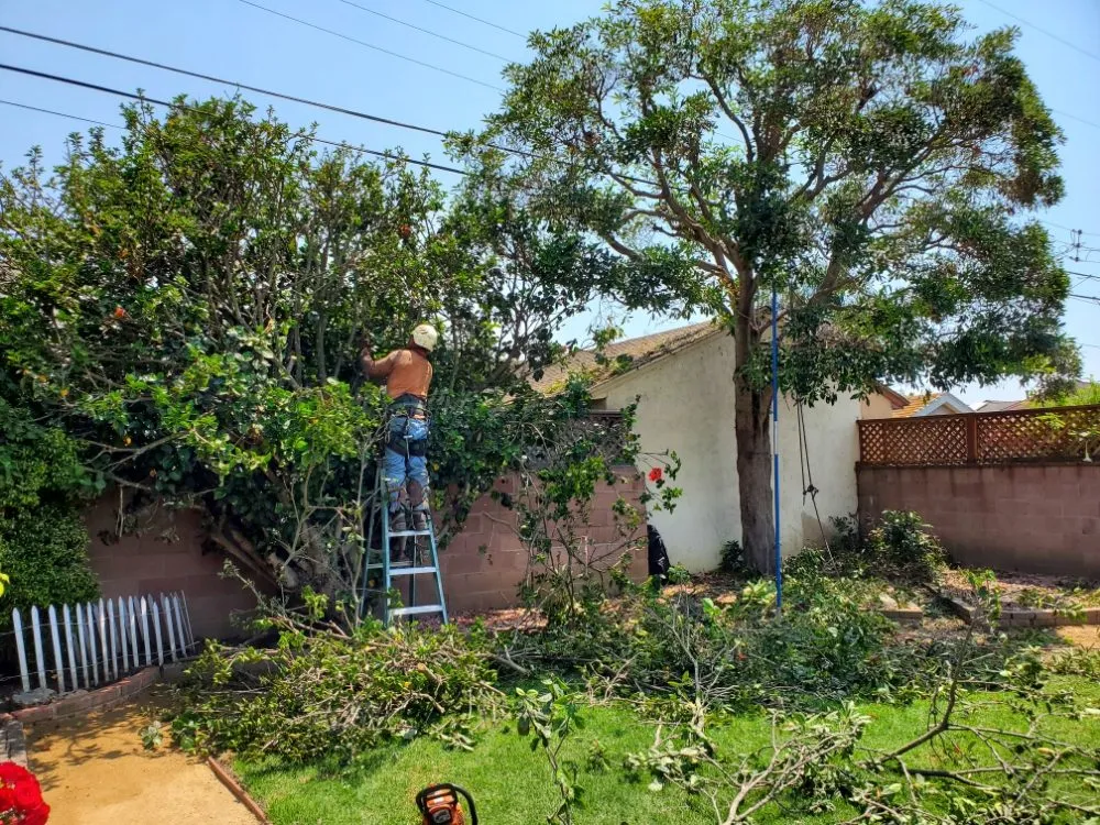 Trusted lawn mowing service in Santa Paula, CA - 805 Majestic Landscapes