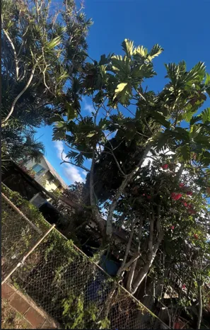 Expert garden landscaping in Wahiawa, HI - 808islandview Landscaping and Property Maintenance