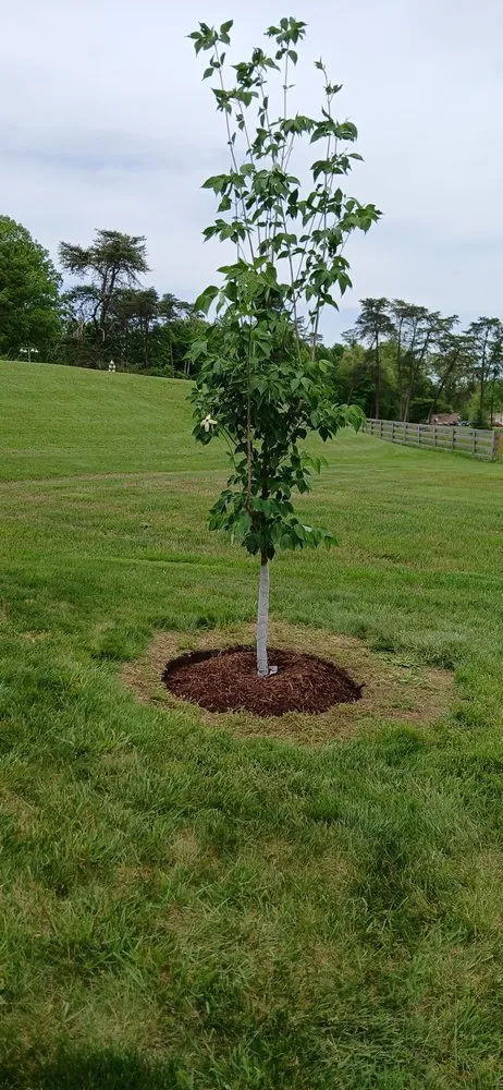 Affordable lawn mowing service in Clarksville, IN by 812 LawnCare