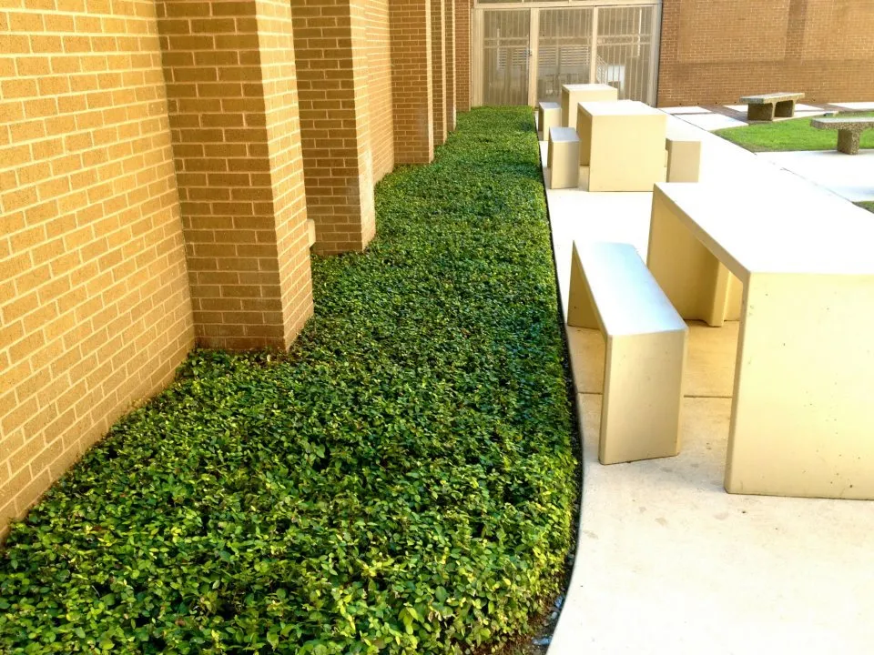 Expert landscaping services in San Antonio, TX by 9-1-1 Landscaping And Tree Services