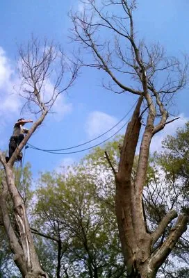 9-1-1 Landscaping And Tree Services Logo