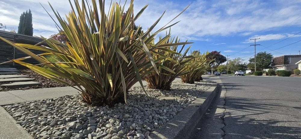 Reliable yard maintenance for homes across Napa, CA - 9 Line Landscaping