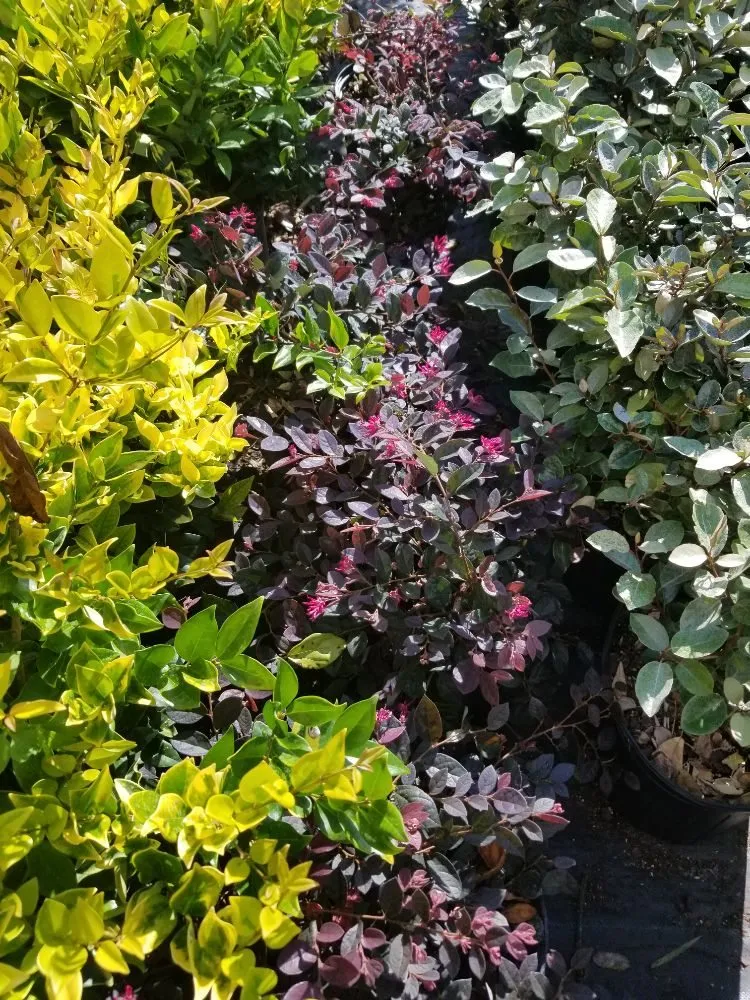 Custom yard cleanup service with custom design in St. Augustine, FL by 9 Mile Landscape