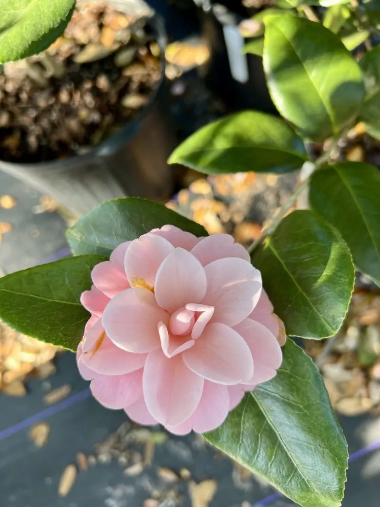 Local lawn mowing service for homes across Jacksonville, FL - 904 Landscaping