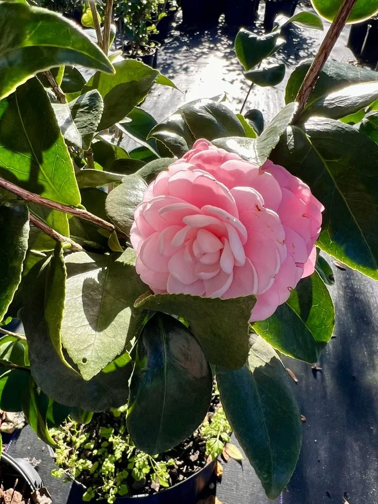 Expert lawn care service in Jacksonville, FL by 904 Landscaping