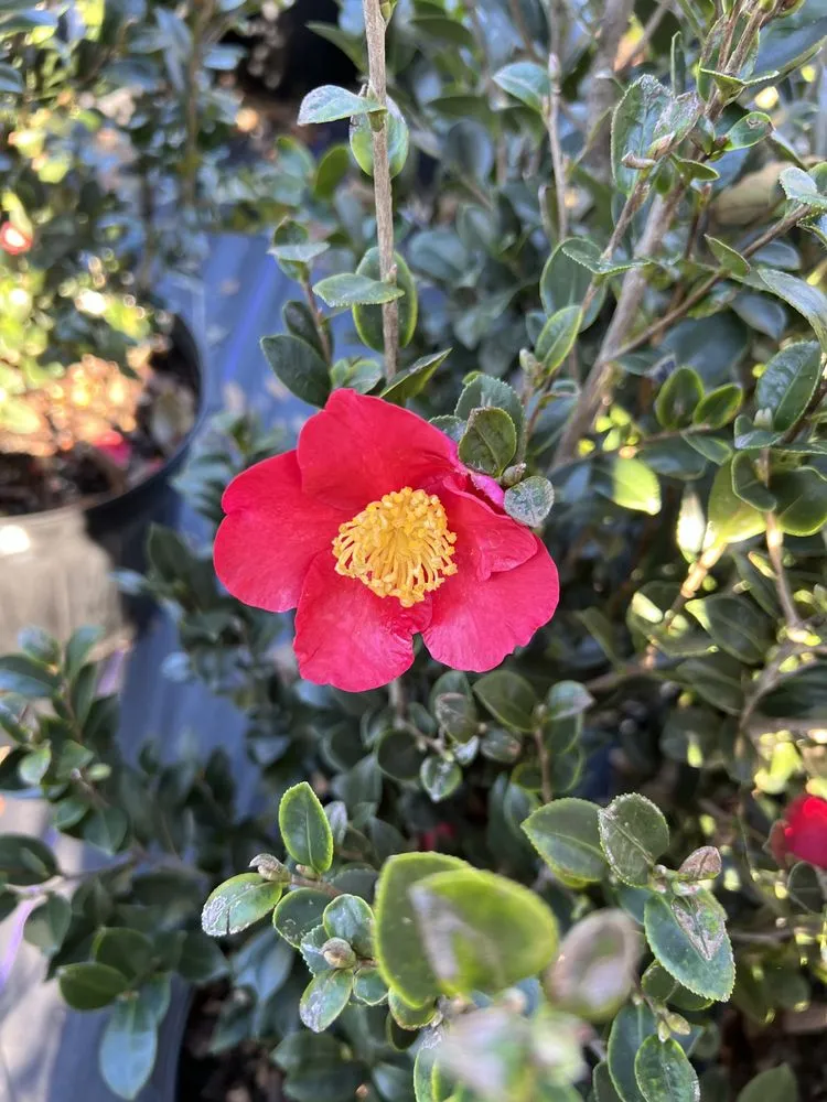 Custom landscaping services for year-round maintenance across Jacksonville, FL - 904 Landscaping