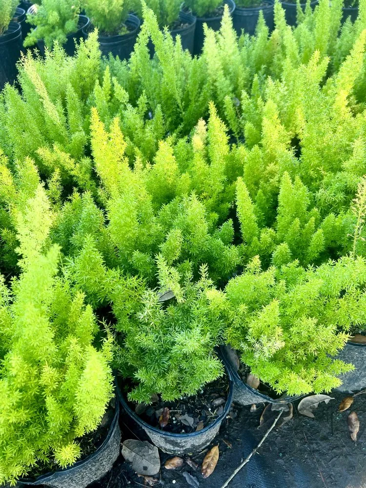 Professional garden landscaping for beautiful yards across Jacksonville, FL - 904 Landscaping