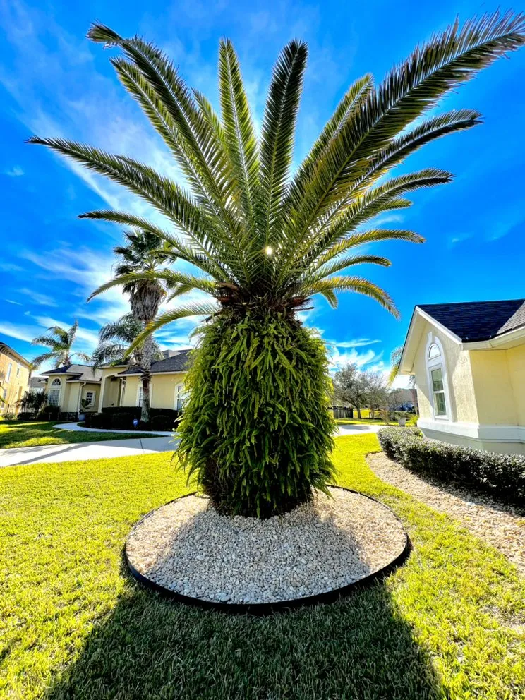 Custom outdoor landscaping experts serving Jacksonville, FL - 904 Landscaping