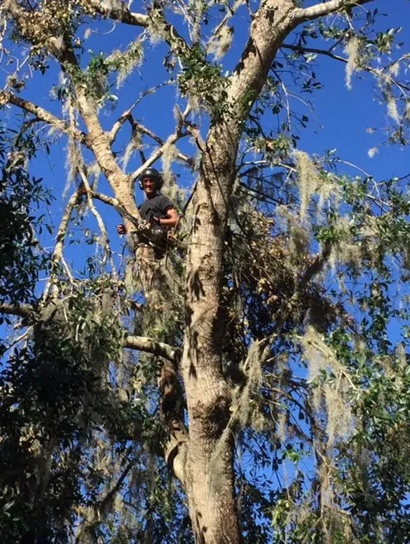 Expert lawn care service for residential properties in Venice, FL by 941 Home Services