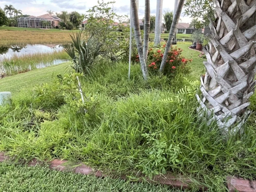 Professional landscaping services experts serving Venice, FL - 941 Home Services