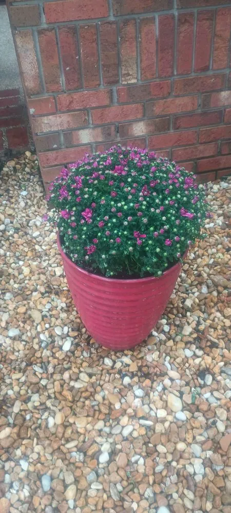 Affordable lawn care service for residential properties in Bradenton, FL by 9B Organics & Irrigation