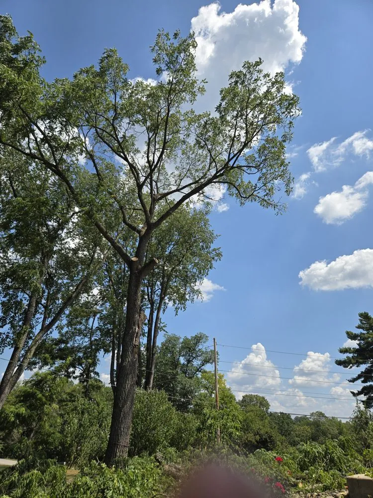 Expert landscape design for homes across Toronto, OH - A & A Lawn and Arbor