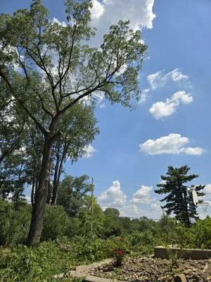 A & A Lawn and Arbor