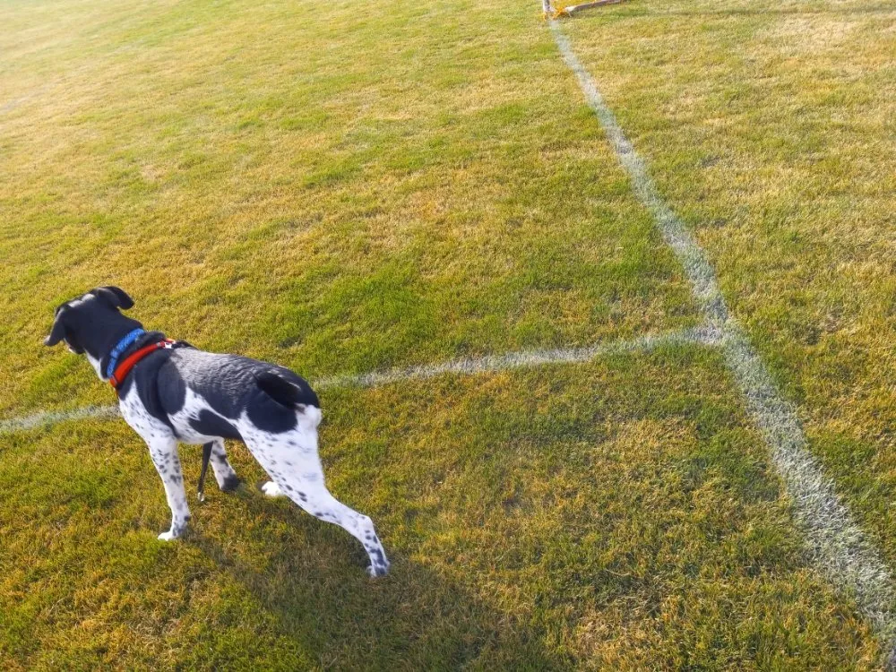 Top-rated landscaping services experts serving Emmett, ID - A & A Lawn Care