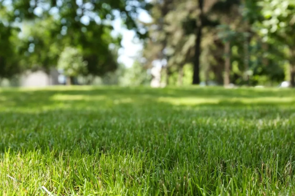 Reliable landscaping services for year-round maintenance in New Braunfels, TX by A & A Lawn Care
