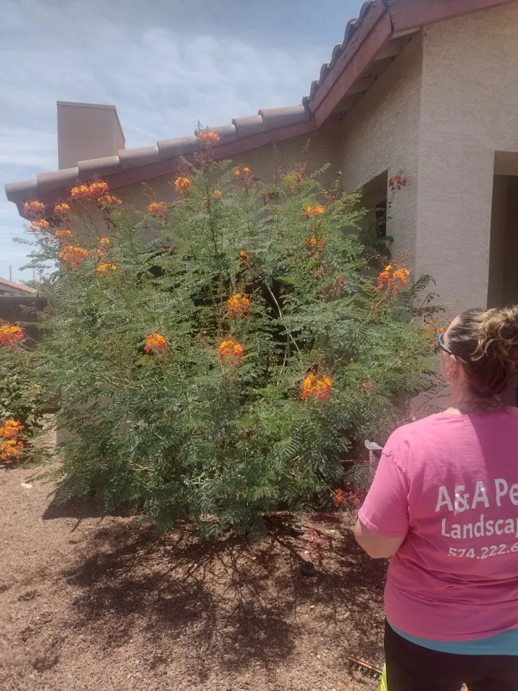 Top-rated garden landscaping experts serving Glendale, AZ - A & A Petite Landscaping