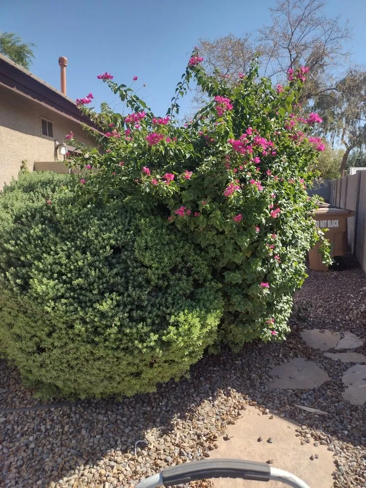 Custom yard cleanup service for residential properties across Glendale, AZ - A & A Petite Landscaping