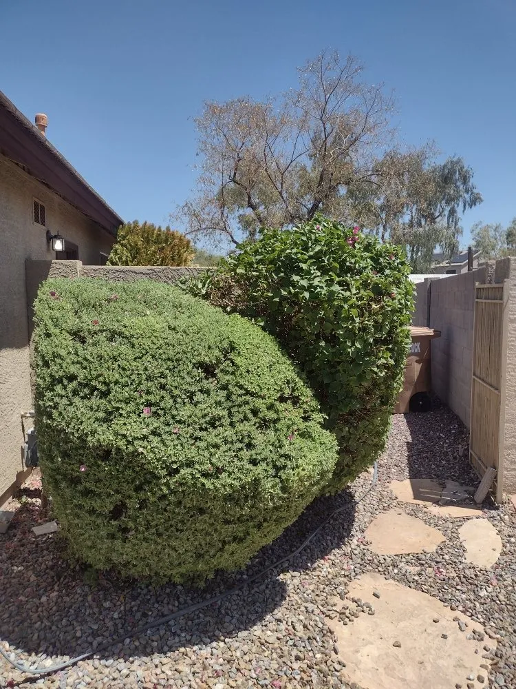 Top-rated residential landscaping with custom design in Glendale, AZ by A & A Petite Landscaping