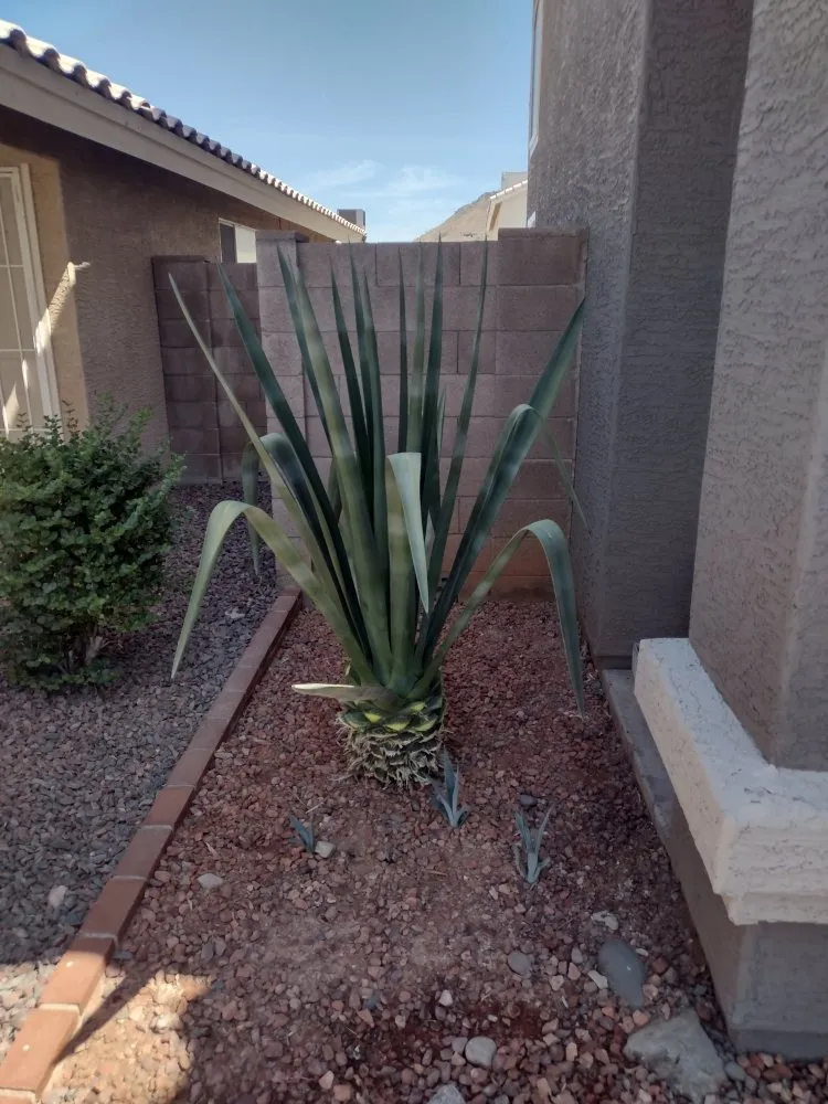 Reliable lawn mowing service for year-round maintenance across Glendale, AZ - A & A Petite Landscaping