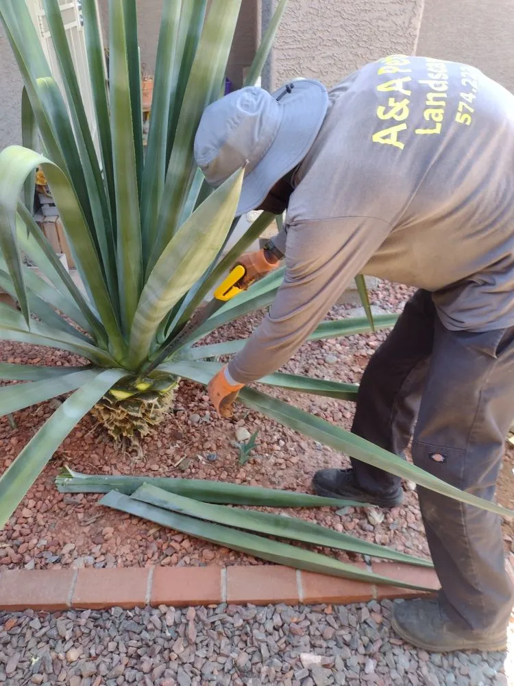 Reliable garden landscaping for beautiful yards across Glendale, AZ - A & A Petite Landscaping