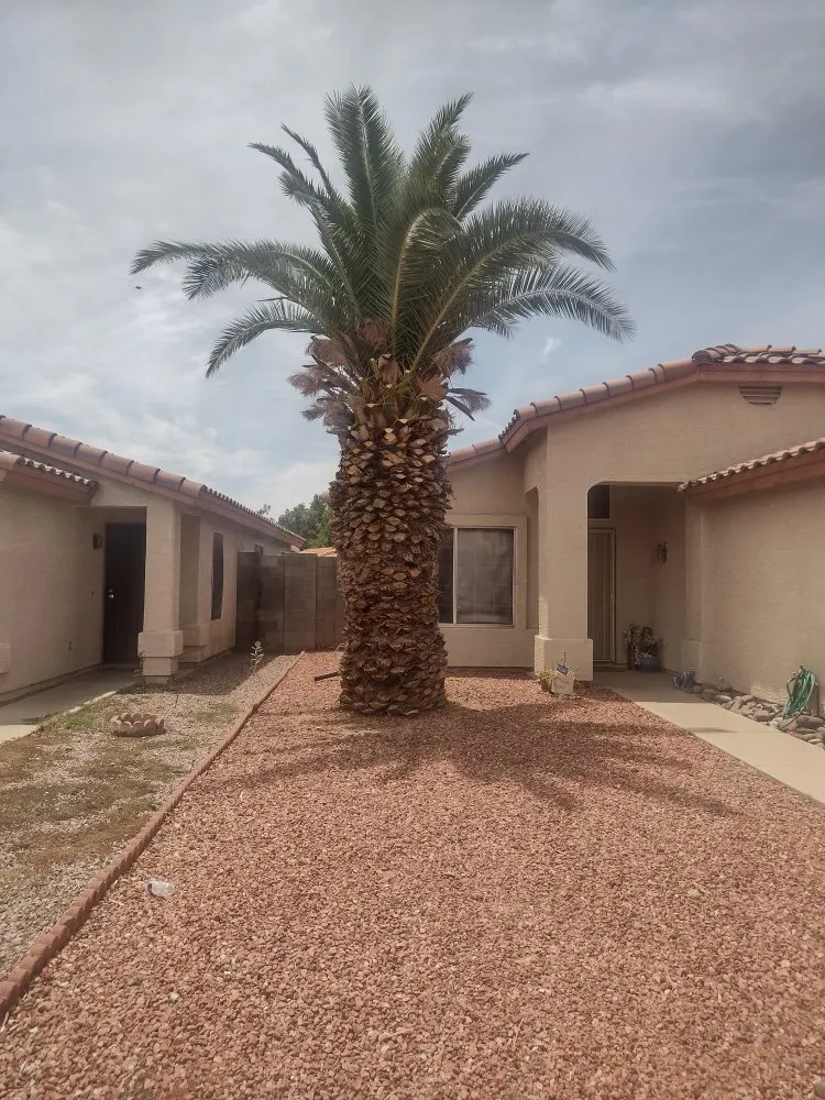 Expert residential landscaping with custom design in Glendale, AZ by A & A Petite Landscaping