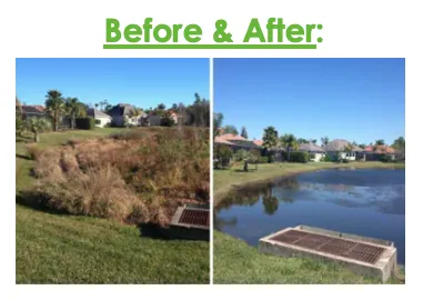 Expert yard cleanup service in Odessa, FL - A & B Aquatics