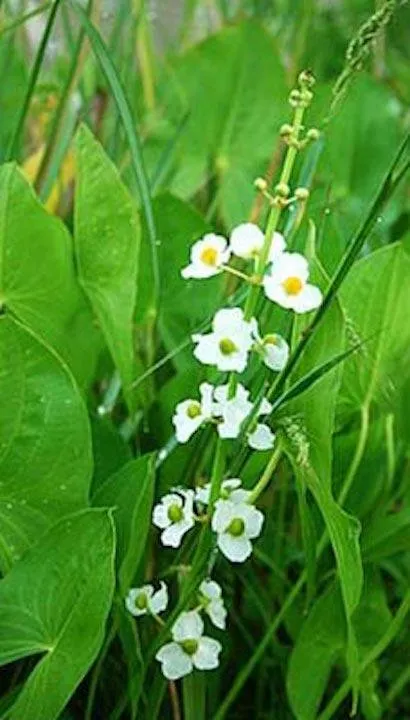 Reliable outdoor landscaping in Odessa, FL by A & B Aquatics