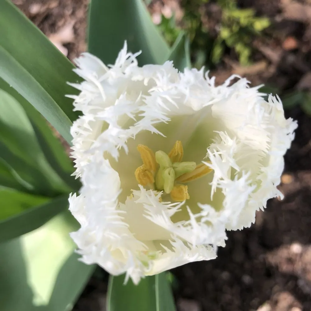 Trusted yard maintenance in Hockessin, DE by A & B Landscape