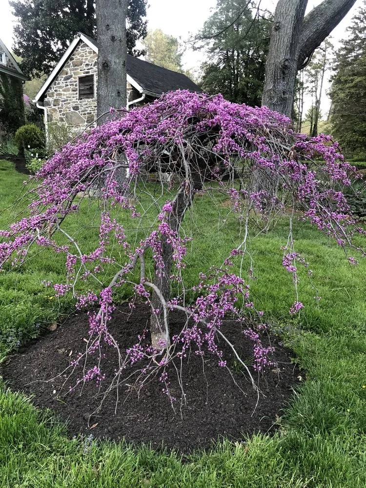 Reliable lawn mowing service in Hockessin, DE - A & B Landscape