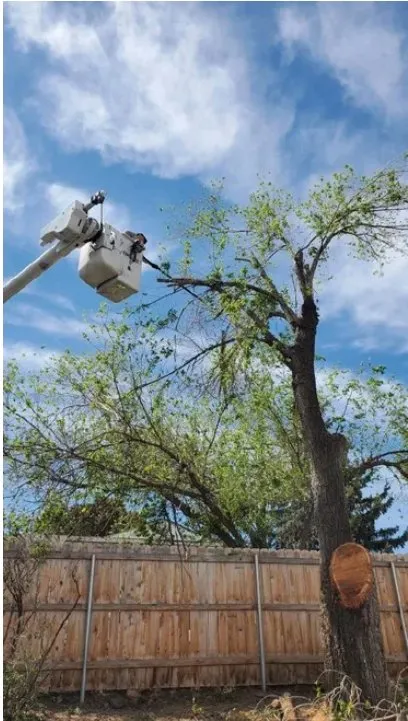 Local yard maintenance in Prescott Valley, AZ by A & C Services