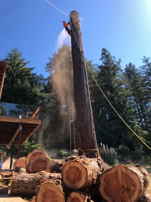 Reliable lawn mowing service experts serving San Jose, CA - A & I Tree Service