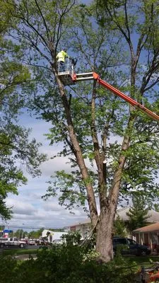 A & J Tree Removal Logo