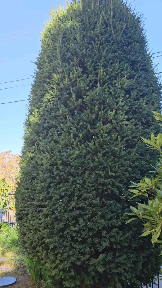 Trusted yard cleanup service in Santa Rosa, CA by A & J Yard Service