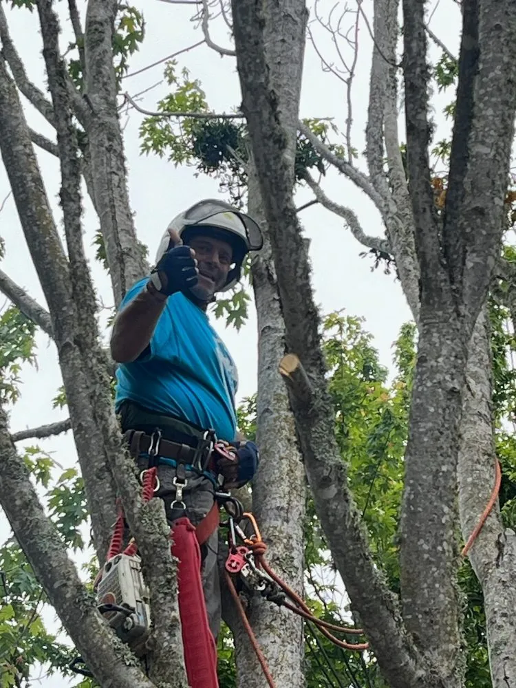 Affordable landscaping services experts serving Santa Rosa, CA - A & J Yard Service