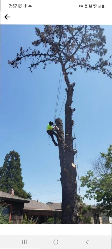 Affordable lawn care service experts serving Santa Rosa, CA - A & J Yard Service