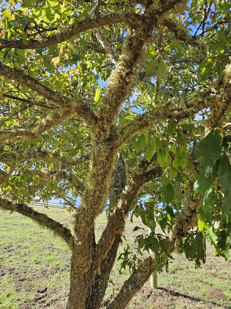 Professional residential landscaping experts serving Santa Rosa, CA - A & J Yard Service