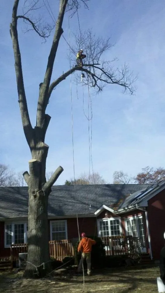 Top-rated yard maintenance experts serving Santa Rosa, CA - A & J Yard Service